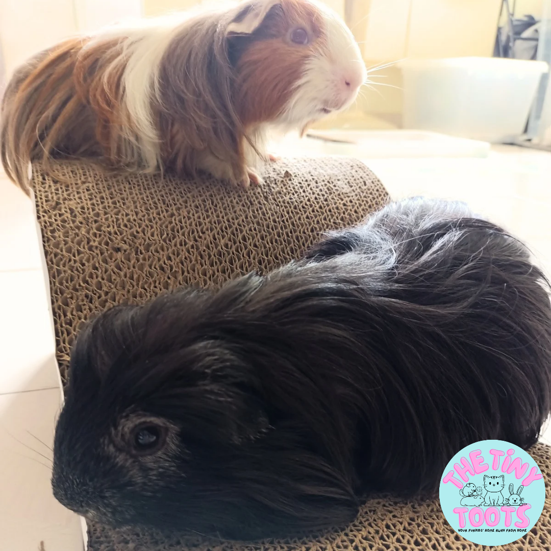 Guinea pig boarding