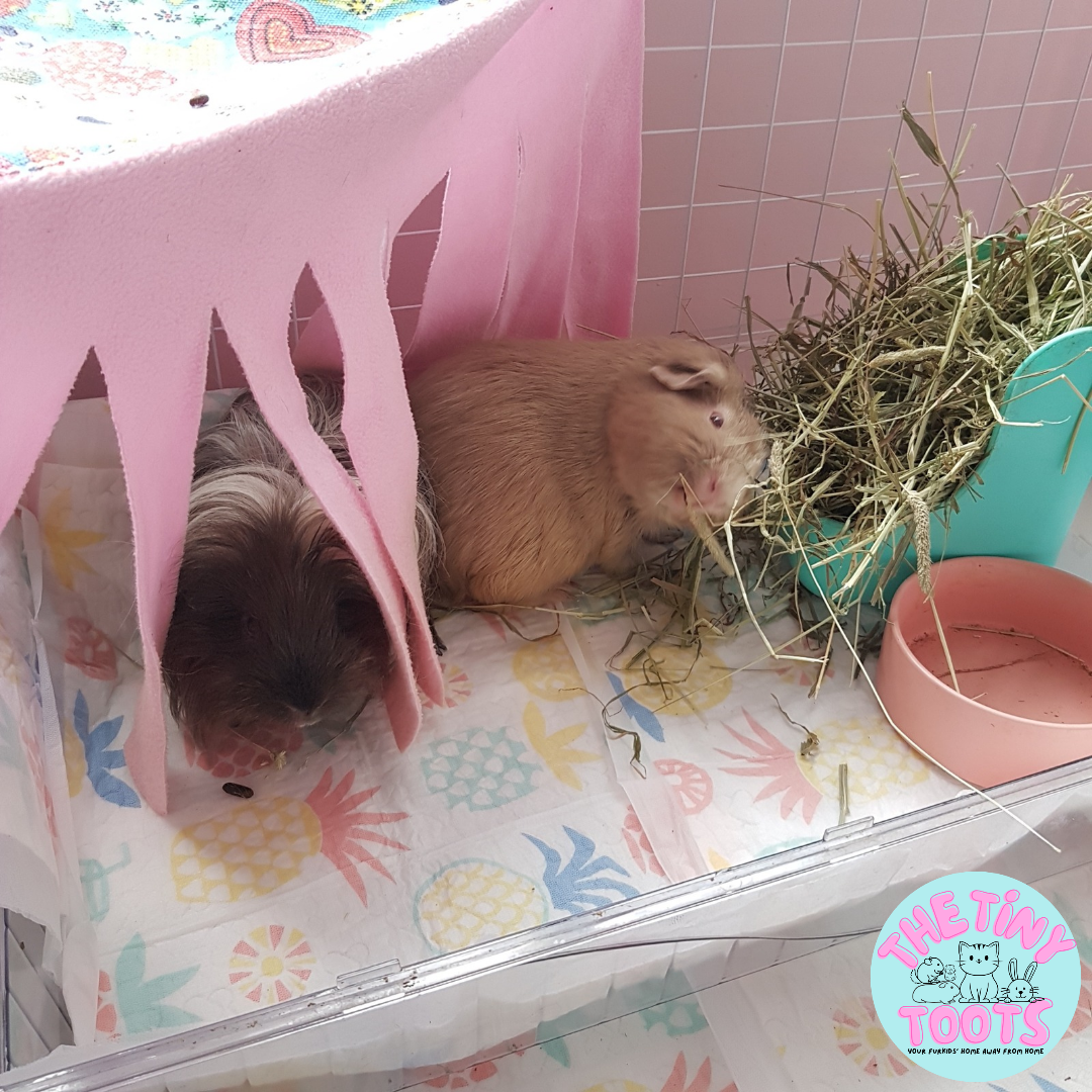 Guinea pig boarding