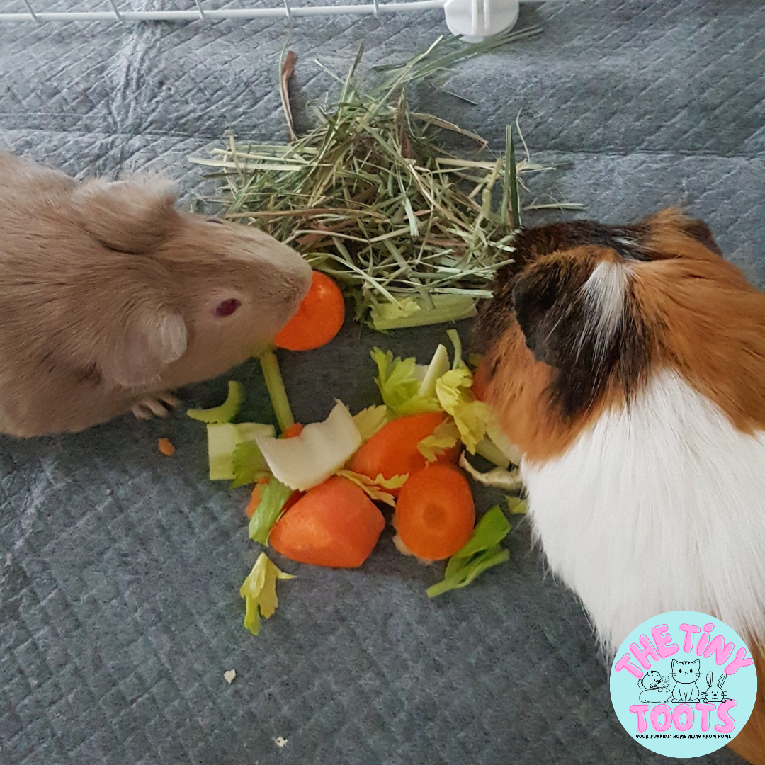 Guinea pig boarding