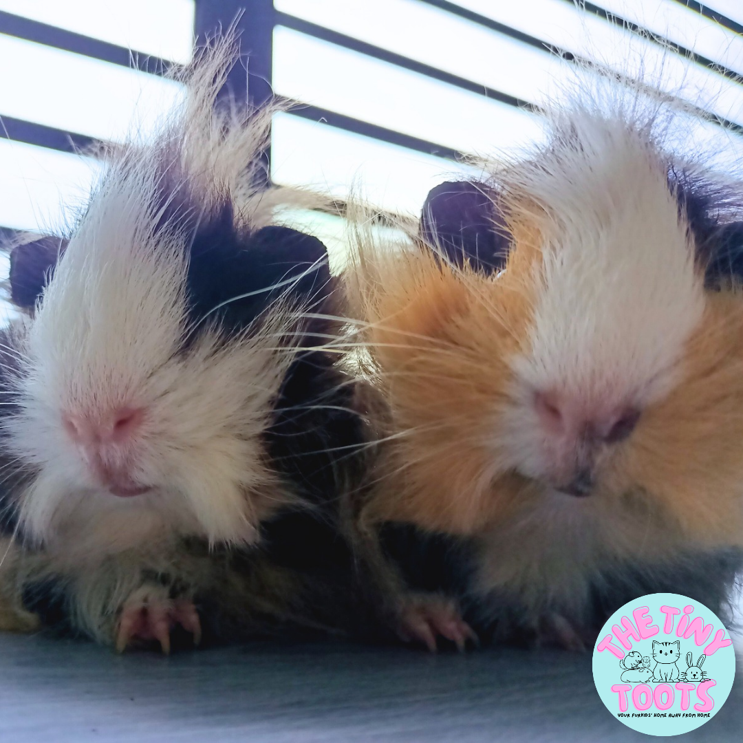 Guinea pig boarding