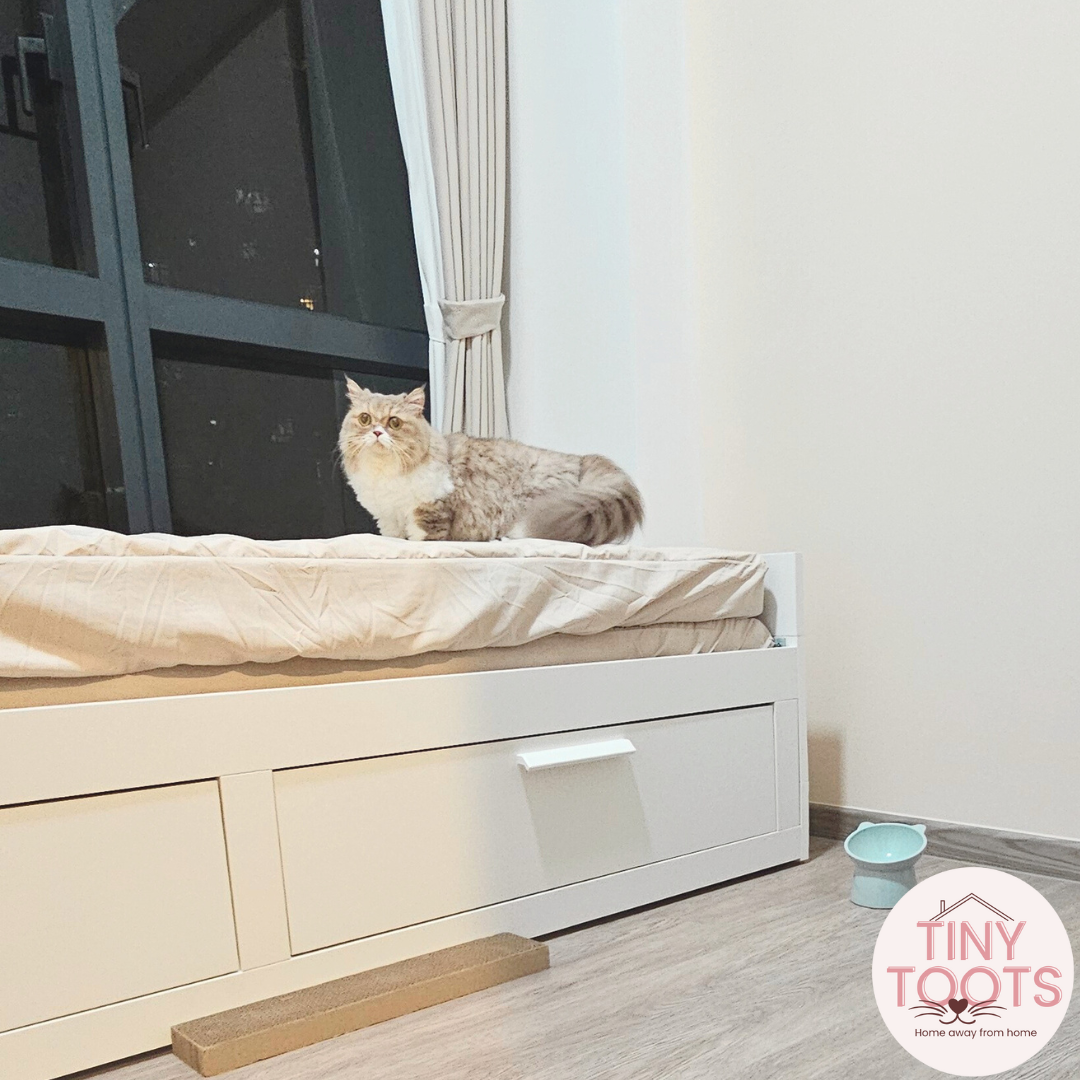 Cat Boarding Private Suite @ Greenwich