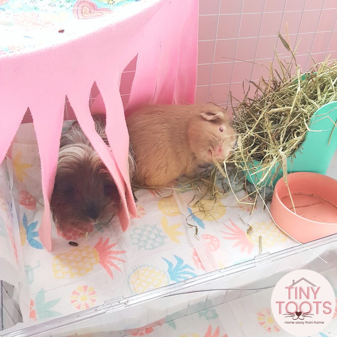 Guinea pig boarding