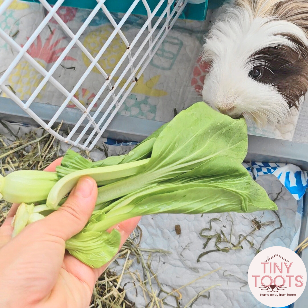 Guinea pig boarding