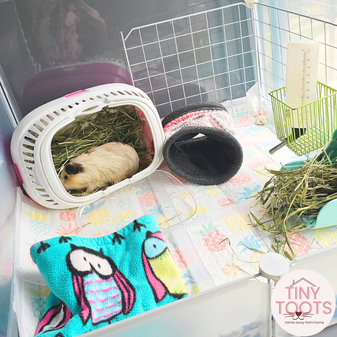 Guinea pig boarding