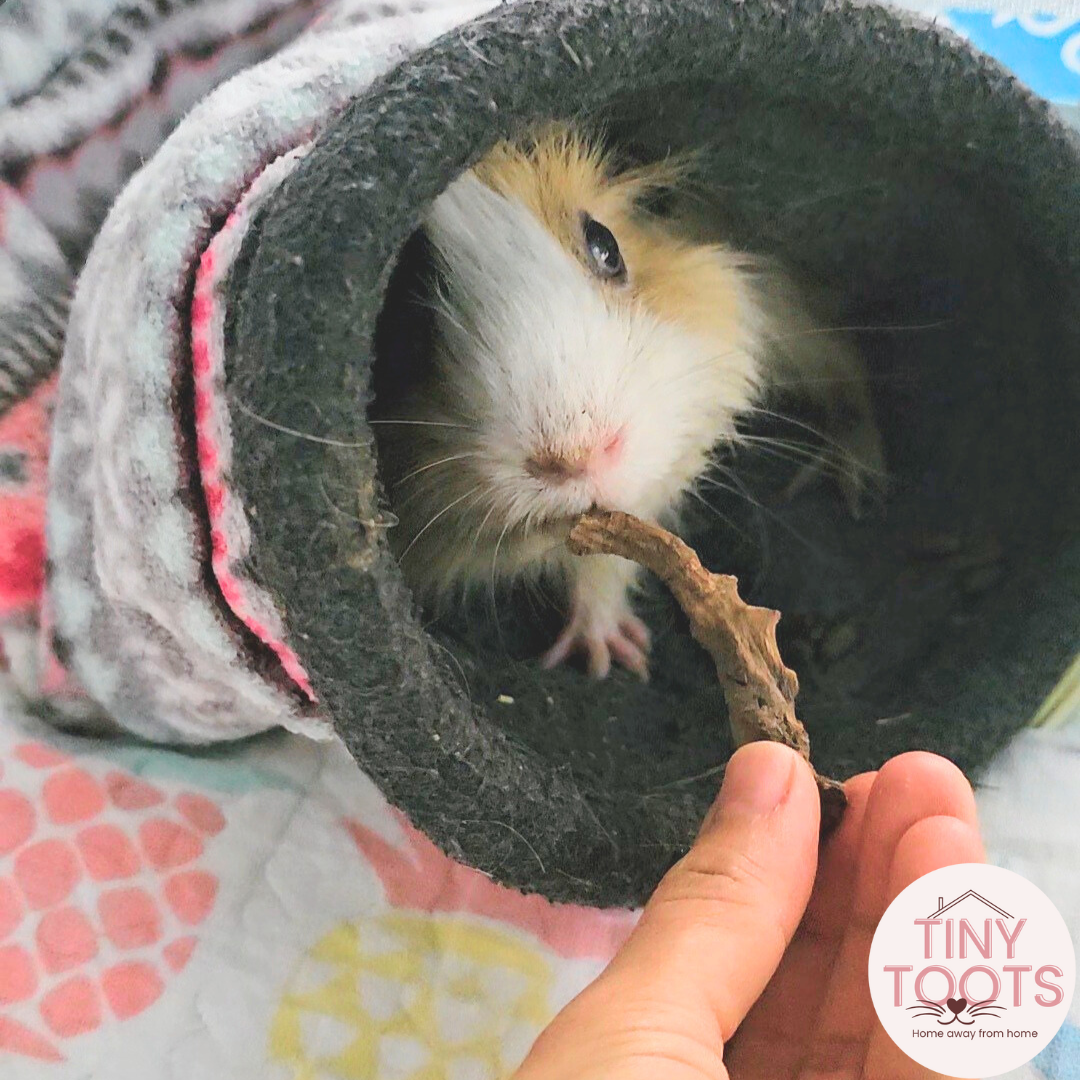 Guinea pig boarding