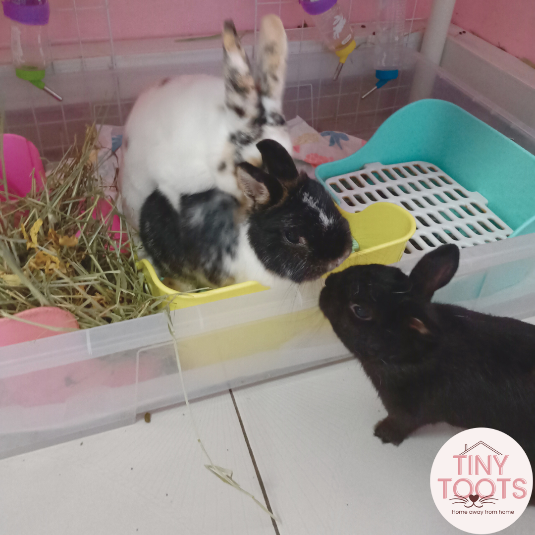 Rabbit boarding