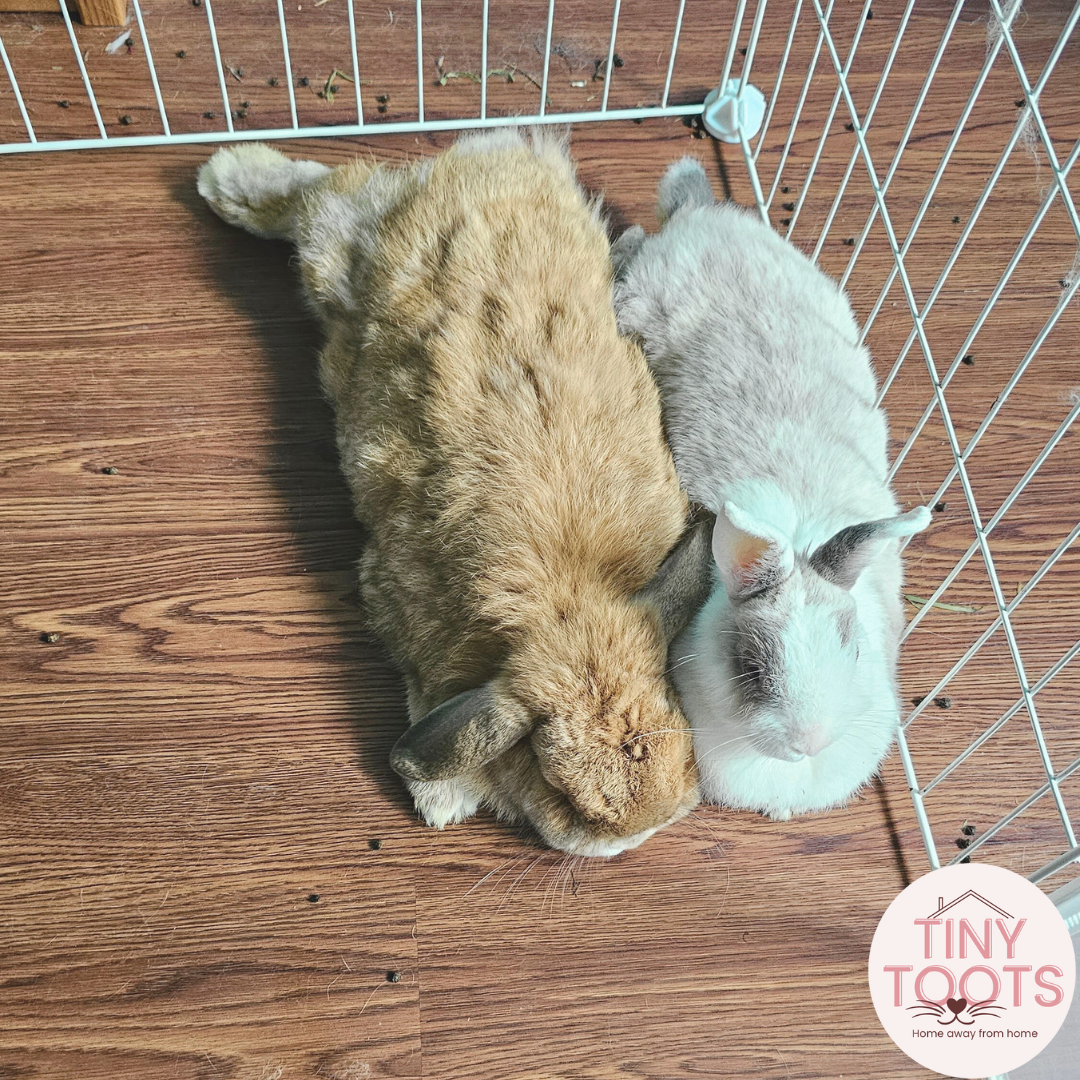 Rabbit boarding