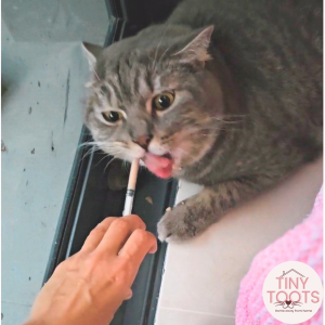 Cat Medical Boarding