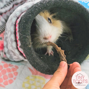 Guinea pig boarding