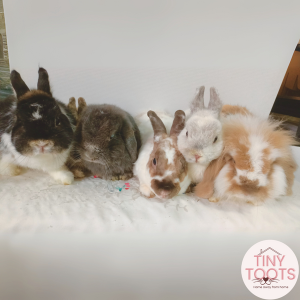 Rabbit bonding