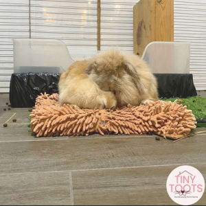 Rabbit Boarding @ Tampines