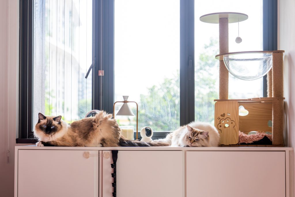 Cat Boarding The Tiny Toots Singapore Kovan Hougang