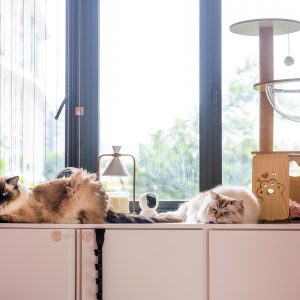 Cat Boarding The Tiny Toots Singapore Kovan Hougang