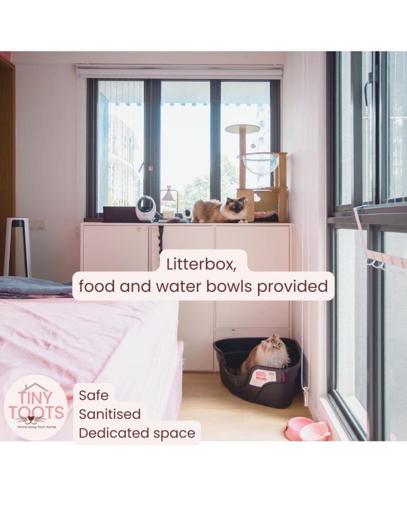 tiny toots pets cat rabbit guinea pig boarding singapore kovan hougang