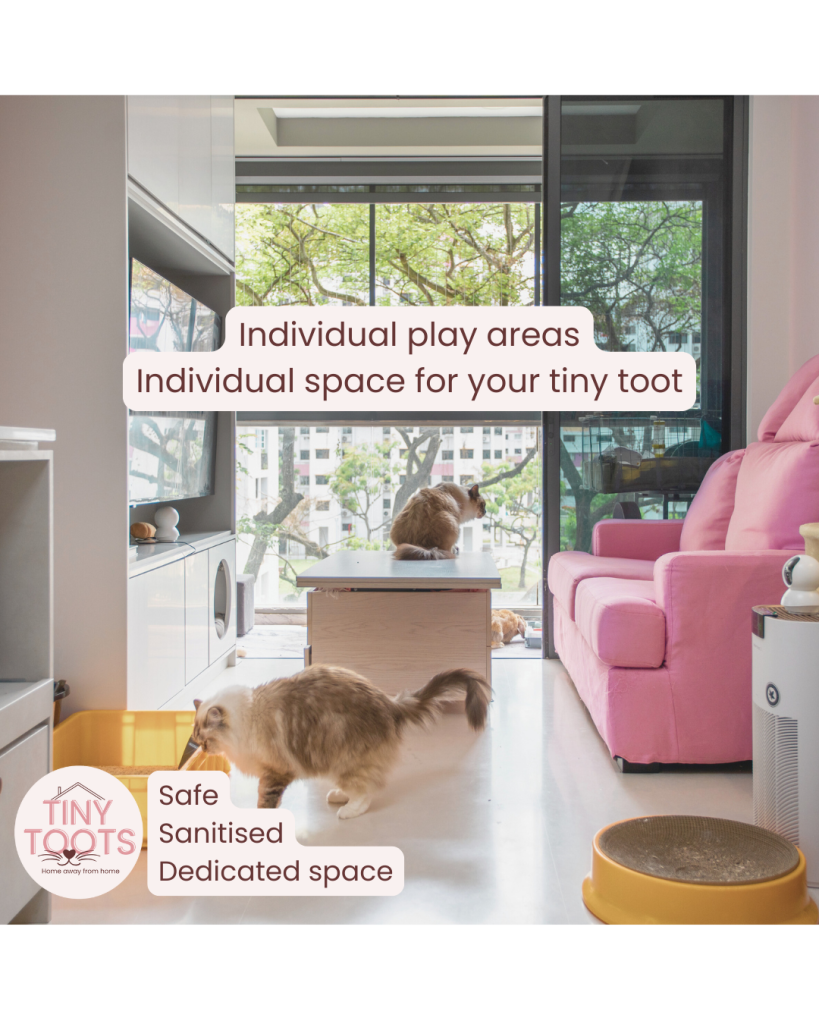 tiny toots pets cat rabbit guinea pig boarding singapore kovan hougang