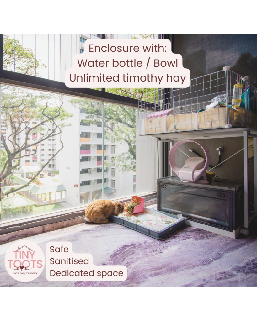 tiny toots pets cat rabbit guinea pig boarding singapore kovan hougang