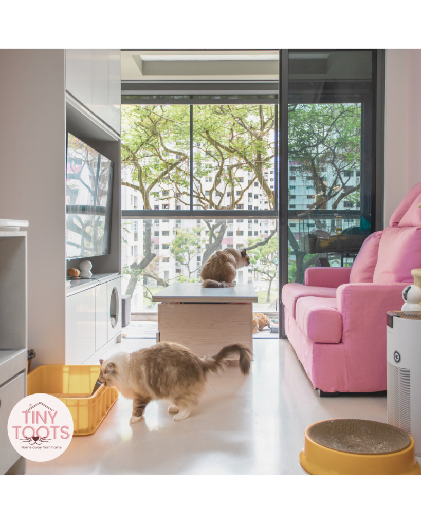 tiny toots pets cat rabbit boarding singapore hougang